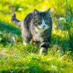 Image of a cat creeping through the grass to illustrate post