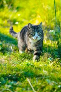 Image of a cat creeping through the grass to illustrate post