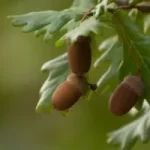 Image of oak leaves and acorns to illustrate post