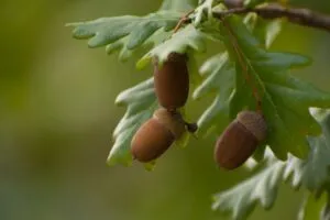 Image of oak leaves and acorns to illustrate post