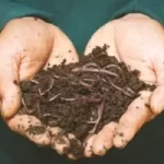 Image of hands-full-of-worms-and-earth to illustrate post