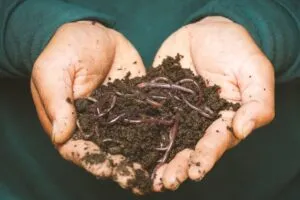 Image of hands-full-of-worms-and-earth to illustrate post