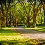 Image of sun shining on tree-lined path in the park to illustrate post