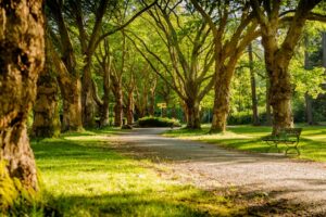 Image of sun shining on tree-lined path in the park to illustrate post