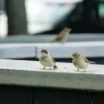 Image of birds on a ledge to illustrate post