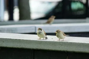 Image of birds on a ledge to illustrate post