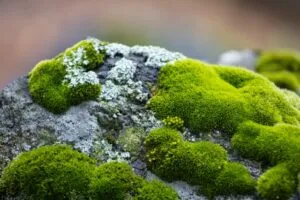 Image of mess growing on a rock to illustrate post