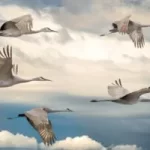 Image of geese flying in a cloudy sky