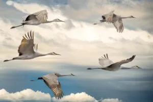 Image of geese flying in a cloudy sky