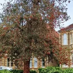 Image of a tree in a garden full of red berries