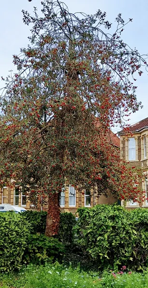 Image of a tree in a garden full of red berries