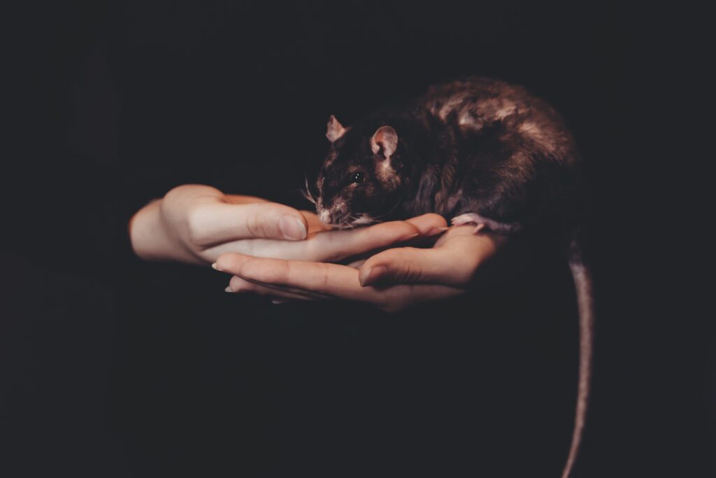 Image of person holding a mouse in their hands, used to illustrate post.