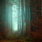 Image of a foggy woodland, used to illustrate post