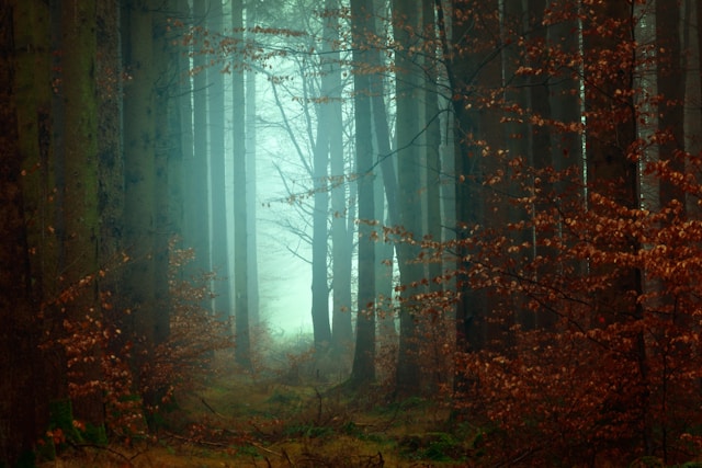 Image of a foggy woodland, used to illustrate post